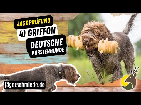 4) Griffon (Deutsche Vorstehhunde) - 💡 Wissen für deine Jagdprüfung