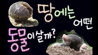 땅에는 어떤 동물이 살까요? [초등 과학 3학년 2학기 2단원 5차시]