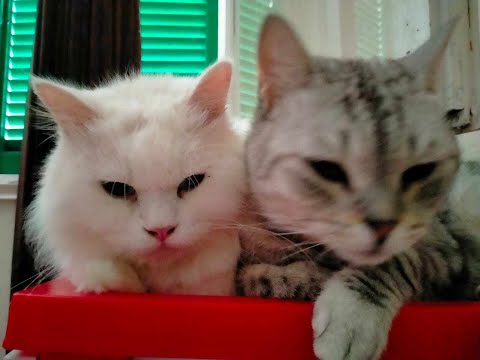 Support Aziza's Cats 2025 03 26