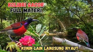 Download lagu Masteran Konin Gacor Paling Berisik: Cocok untuk Cetak Burung Lomba. mp3