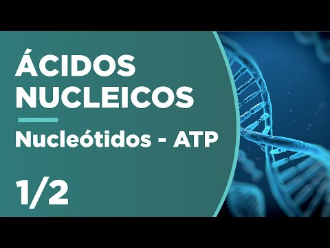 NUCLEÓTIDOS: la previa del ADN, ¿cómo están compuestos? | ÁCIDOS NUCLEICOS 1