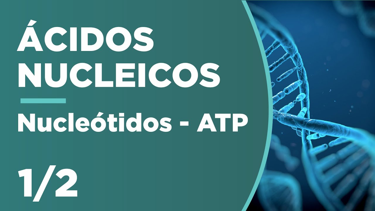NUCLEÓTIDOS: la previa del ADN, ¿cómo están compuestos? | ÁCIDOS NUCLEICOS 1