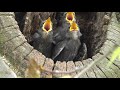Starling chicks in tree hole being fed