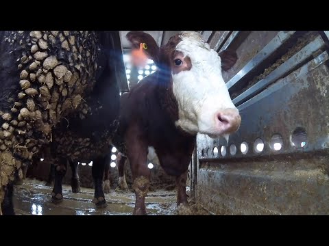 Breaking Report: Over 20 Million Farmed Animals Die Each Year During Transport