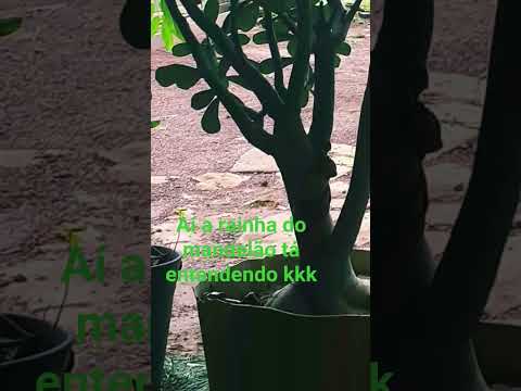 ❤❤❤❤❤ eu sou o coração não chora eu sou do bom dos pedaços é nós    Pau D'arco do Piauí