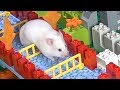 Hamster A-MAZE-ING LEGO Obstacle Course
