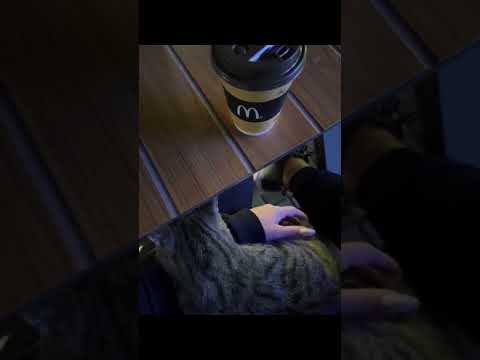 Pişikimiz nə edir?What is our cat doing?