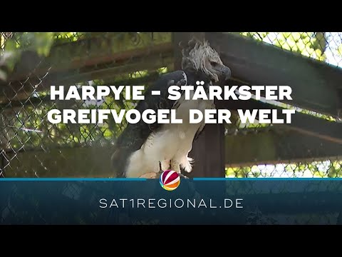 Harpyie: Stärkster Greifvogel der Welt lebt jetzt im Vogelpark Walsrode