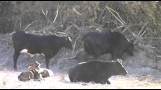 preview picture of video 'Trespassing Cows (Antigua Air Station, 2008)'