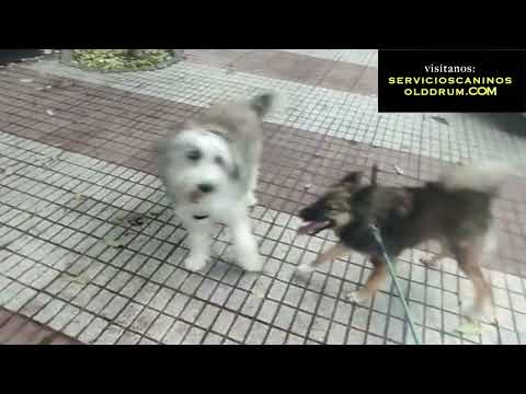 SHIVA, MODIFICACION DE SU AGRESIVIDAD.  #agresividadperro #adiestramientocanino