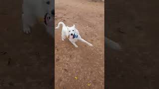 Video preview image #1 Great Pyrenees Puppy For Sale in Apple Valley, CA, USA