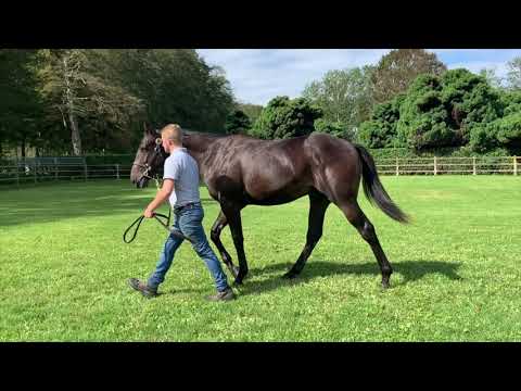 2020 Deauville Select Sale - Lot 363 c.WOOTTON BASSETT x GARANCE