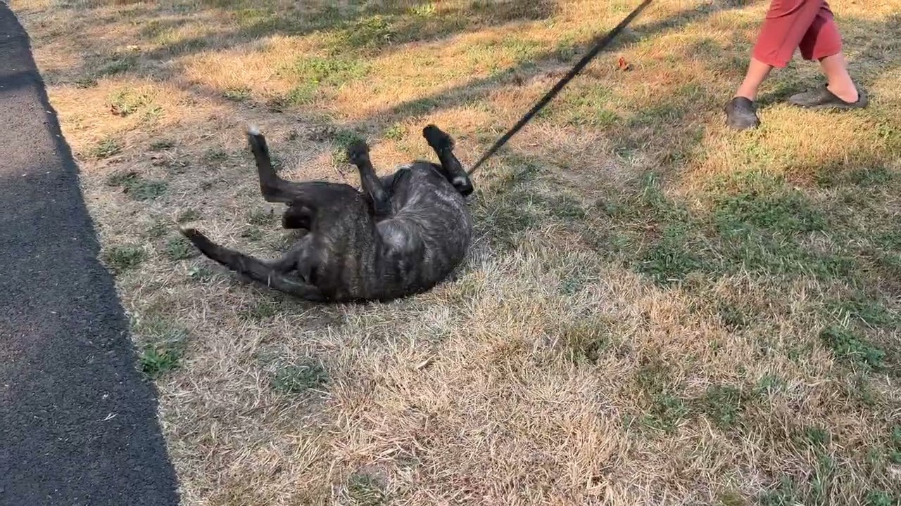 Enlarge Joel, a ADOPTABLE mixed breed in Snoqualmie, WA video 4/4