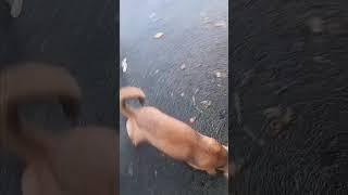 Video preview image #1 Chihuahua-Unknown Mix Puppy For Sale in Virginia Beach, VA, USA