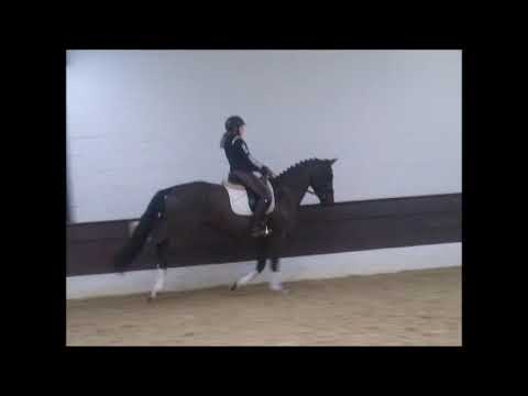 GREGORY 4j. v. Grey Flanell - Donnerhall VB 4.500,- Euro