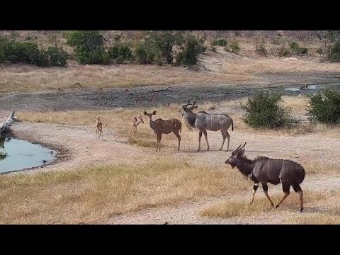 Djuma: Kudus, Impalas and Nyala - 13:45 - 06/26/19