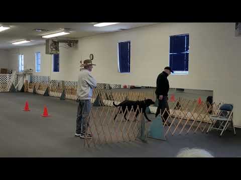 Canine Concierge Training LLC video.