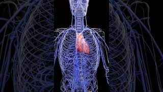 Human Circulatory System | Heart and Blood Vessels Explained #humanbody