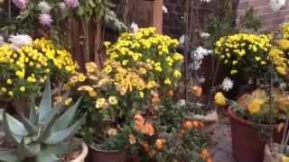 Perky Fall Decorations for Your Entry