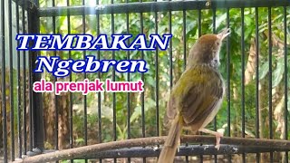 Download lagu TEMBAKAN NGEBREN ala Prenjak lumut mp3 Download lagu TEMBAKAN NGEBREN ala Prenjak lumut mp3