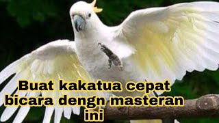 Download lagu Masteran paling ampuh buat kakatua cepat bicara mp3