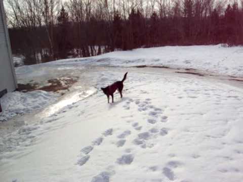 sheltie dog walk on sunny winter day