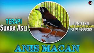 Download lagu Terapi suara asli anis macan efektif bikin cepat ngeplong mp3