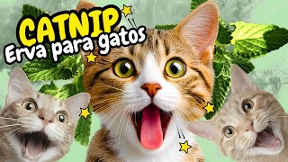 CATNIP: ERVA DE GATO | Por que os Gatos ficam MALUCOS quando Cheiram Catnip? A erva faz mal? Vicia?