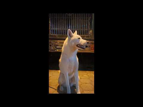 CHRIZZ - Bsos (Video Oficial)