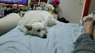 2020/12/18 Latte is disgusted being mom's toy【アメリカンエスキモードッグ/American Eskimo Dog】