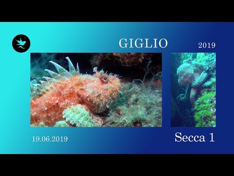19.06.2019 : Secca 1 : Giglio