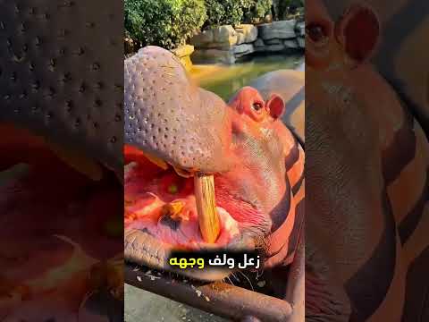يعطي الطعام لصديقه بطريقة مميزة! ❤️