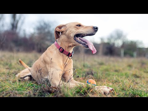Wie fotografiere ich? - Hunde