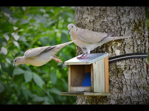 Mourning Dove Song Coo Call Sounds