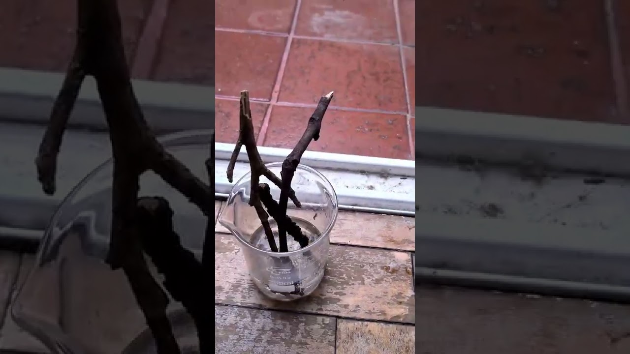 TUTORIAL TO GET AMOEBAS 🔬