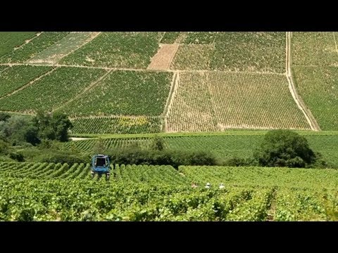 Chablis France • Private Wine Tasting and Tour  of Chablis