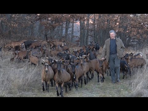 Farma koza Dosković