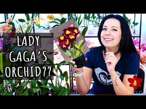 Did I get Lady Gaga's Orchid?? - Orchid Haul Watch Season 1 Episode 1