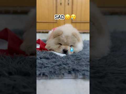 I have four moods👻♥️.. #puppy #chowchow #dog #cute #trending  cutest dog video #viralvideo #funny
