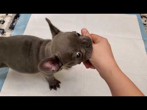 Blue French Bulldog Puppy. A gift to my very special...