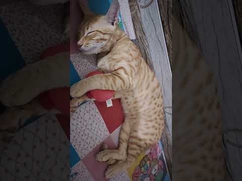 is he sleeping? 😴😴😴