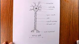 How TO Draw Nerve Cell/Diagram Of A Neuron/Neuron Diagram