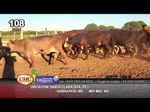 Lote 24 Vacas nuevas C/ cria en Sta. Clara de Buena Vista, Santa Fe