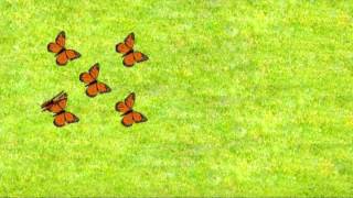 Sesame Street - 11 Butterflies