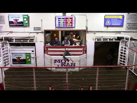 2-25-21 62 hd. Blk. Heifers 557 lbs. @ $158.00  Thank You Nathan Beckman