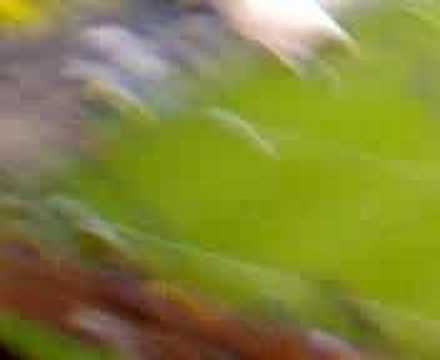 America vs LDU Quito Semifinal Copa Libertadores