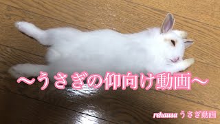 仰向けになったうさぎ【うさぎ動画】#Shorts