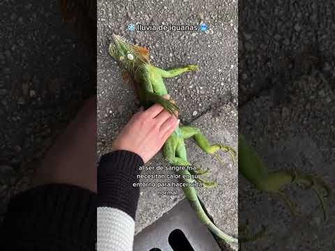 Les cuento por qué están lloviendo iguanas en la florida