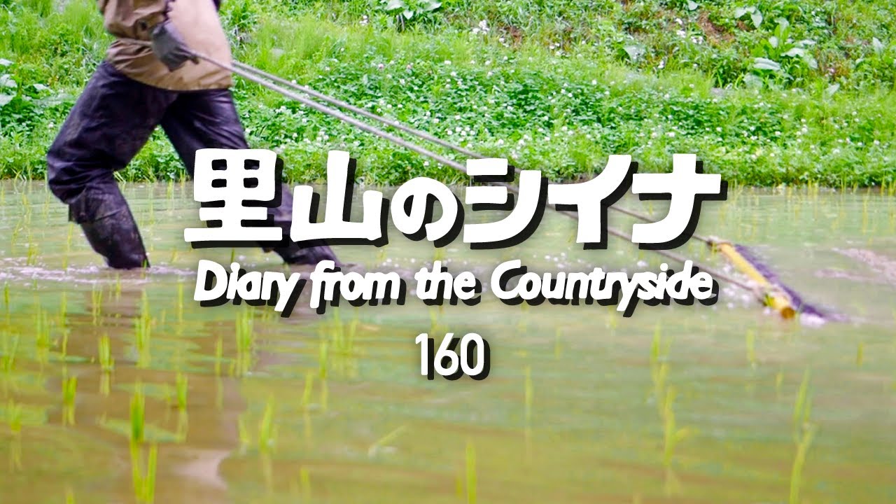 田舎暮らし 160：自給自足の田んぼをチェーン除草 / 近況報告