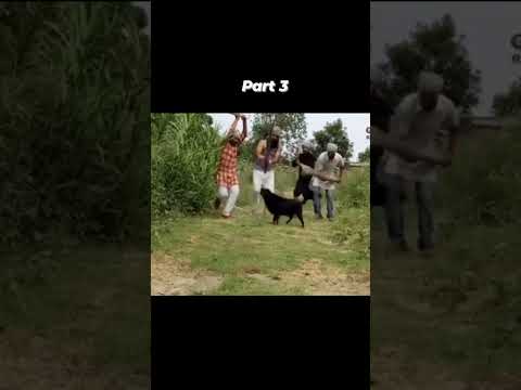 part 3 Kale rang bali kuti. #ytshorts #funny #funnyshorts #comedy #viral #trendingshorts #funny